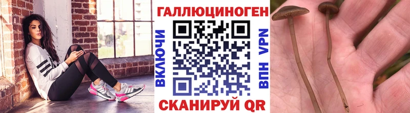 купить маркетплейс телеграм Галлюциногенные грибы GOLDEN TEACHER Миллерово